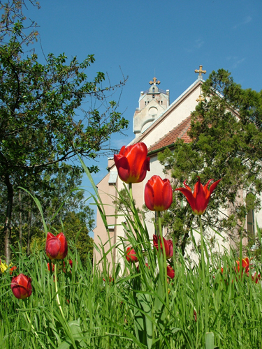 ... és amikor tulipánok